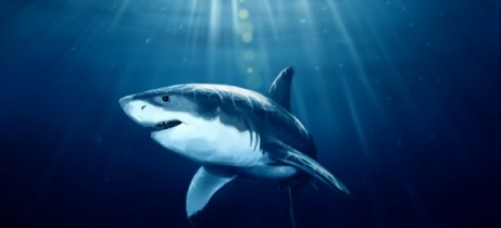 Факты об акульем жире, которые полезно знать каждому.